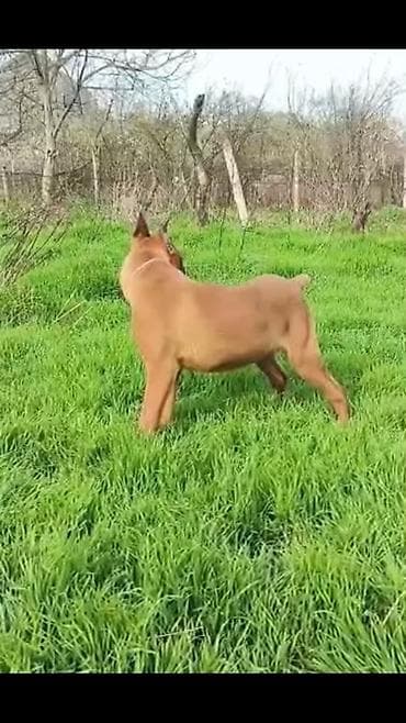 it qovan cihaz: Bokser — 6