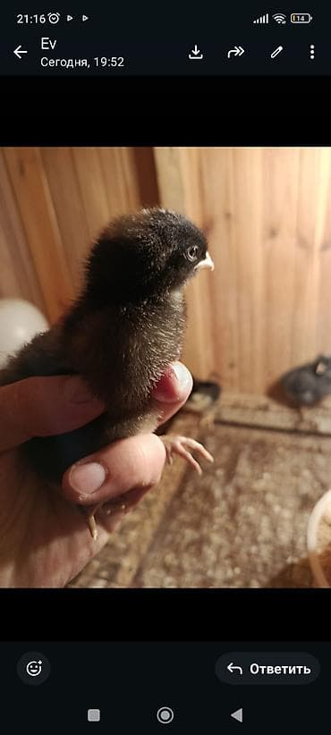 cücəsi: Toyuq cücələri, Damazlıq, Ünvandan götürmə — 5