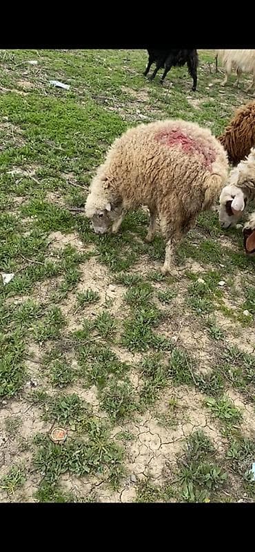 balaca meymun satisi: 6 dene quzudu 5 dişi 1 erkey — 3