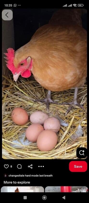 Tərəvəzlər: Məhsul: Təbii toyuq yumurtası Təsvir: - Təzə, kənd üsulu bəslənən — 2