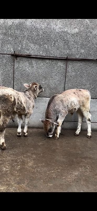 Məhsul: Dana balaları (2 baş) Xüsusiyyətlər: - Cins tipi: yerli lalafo.az -da Məhsul: Dana balaları (2 baş) Xüsusiyyətlər: - Cins tipi: yerli