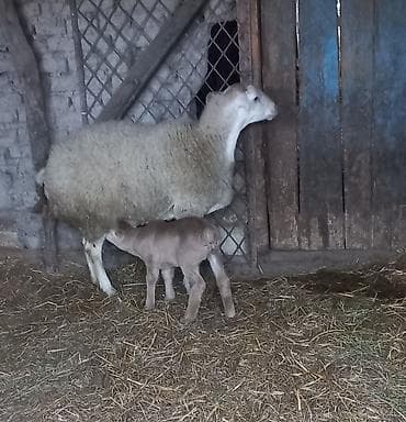 çöl qazı haqqında: Birinci balasıdı erkəkdi bala 10 gündü doğub. Göyçay rayon Cəyirli — 2