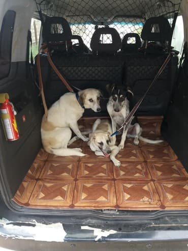 приюты для животных в баку: ZooTaksi xidməti. Ev heyvanlarının daşınması. Şəhər daxili məsafədən — 2