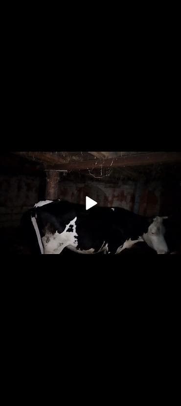 Dişi, Holsteyn, il: 2, 180 kq, Südlük, Ünvandan götürmə