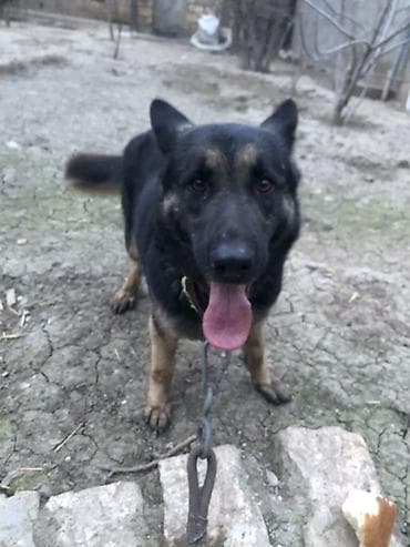 Alman çoban iti, 1 il, Dişi, Peyvəndli, Ünvandan götürmə