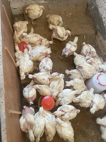 Toyuq cücələri, Ətlik