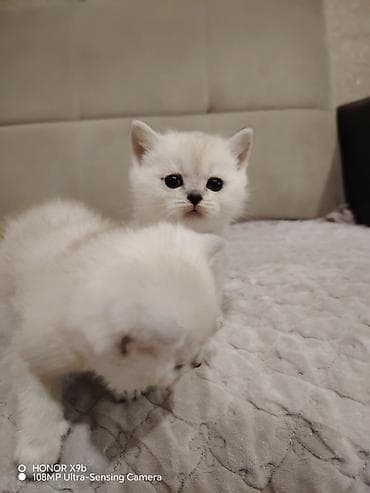 ən ucuz pişiklər: Britan, Yaxşı əllərə — 4