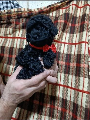 avcarka balasi satilir: Pudel, 2 ay, Erkek — 2