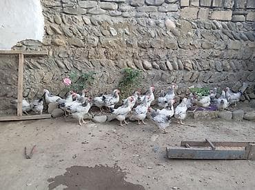kənd toyuq: Təsvir: - Ağ fon üzərində qara-boz naxışlı lələklər, qırmızı daraq və — 3