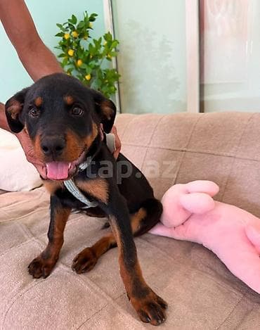 pet pec: Rotveyler, 4 ay — 3