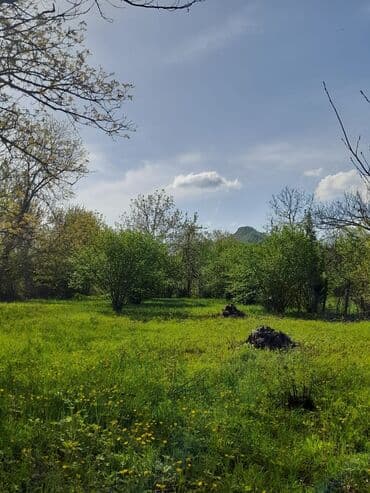 аренда и продажа недвижимости: 30 sot, Kənd təsərrüfatı, Mülkiyyətçi, Kupça (Çıxarış) — 14