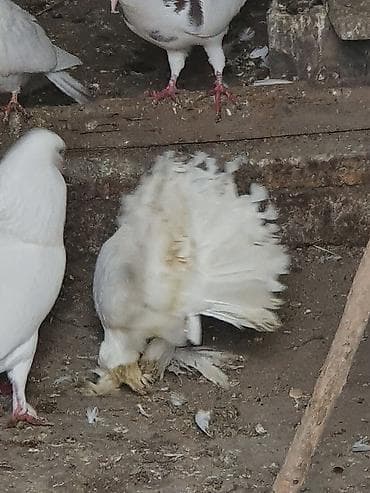 feniks quşu: Məhsul: Bəzəkli göyərçinlər – ağ rəngli, quyruğu yelpikvari Təsvir: - — 1