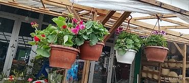 gül və çiçək adları: Bütün Bölgələrə çatdırılma var ətraflı whatsapp la əlaqə saxlayın Bağ — 5