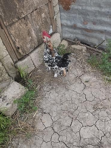 tovuz quşları: Gördüyünüz yaponka xoruzu satılır.tam sağlamdır.1 illikdi qanadı — 3