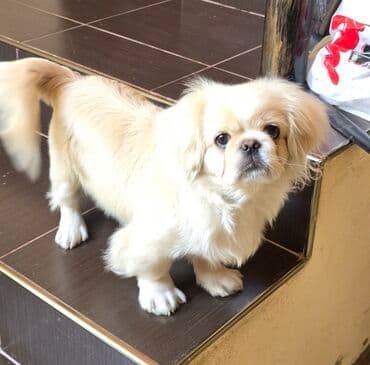 satılan itler: Pekines — 5