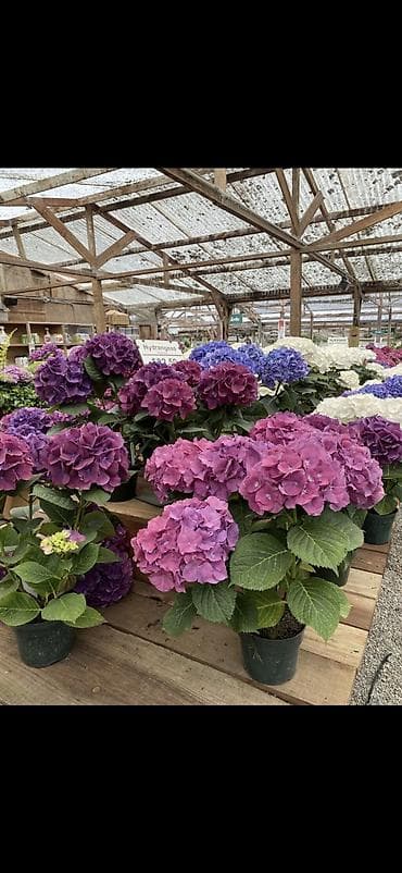 yaz gulləri: Məhsul: Saksıda hortensiya (Hydrangea) - Rənglər: mavi, bənövşəyi — 10