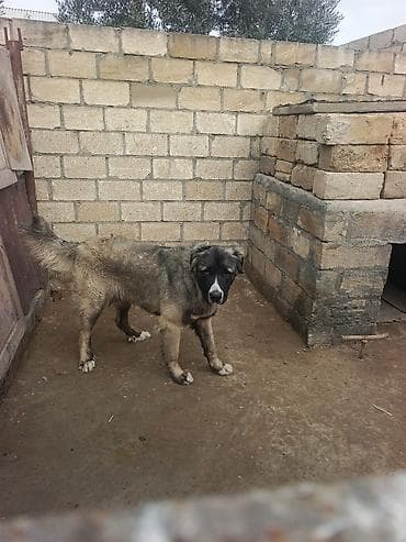 toy pudel satisi: 1 il, Erkek, Peyvəndli, Ödənişli çatdırılma — 8