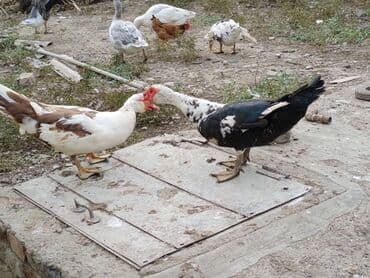 itlerin pulsuz verilmesi: Muscovy ördəkləri (indoördəklər) – yerli təsərrüfatda saxlanılan sürü — 1