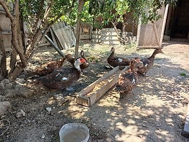 cex quslar: Muscovy (hinduşka ördəyi) ördəkləri satılır. - Rəng: əsasən qəhvəyi — 2