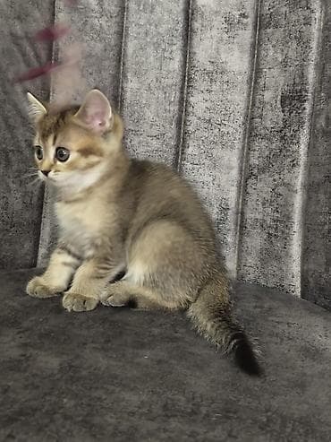 Britan lalafo.az -da Britan