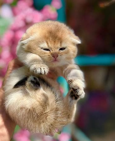 Şotland yastı qulaq