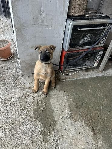 alman afcarkasi satisi: Belgian Malinois balası - Cins: Belgian Malinois (Malinua) balası - — 2