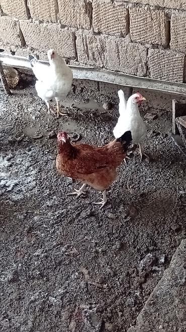 qus yuvasi: Putun növ heyvanların satışı var size ne cür heyvan lazimdasa bize — 9