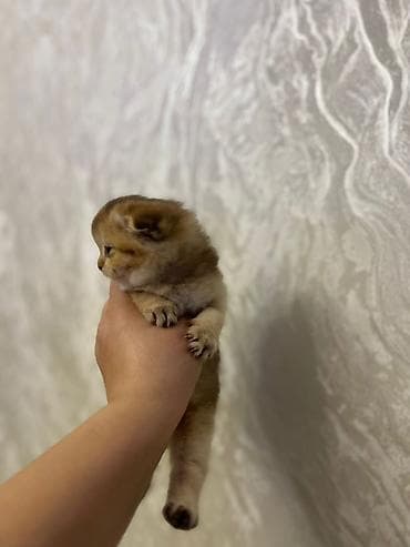 bala keçi: Britan — 8