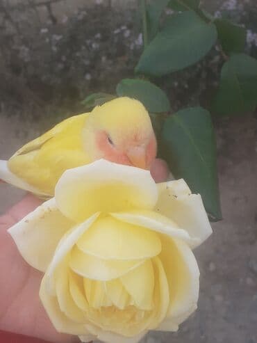 Heyvanlar üçün mallar: Narinci-çəhrayı yanaqlı, sarı tüklü sevgi tutuquşusu (lovebird)satılır — 2