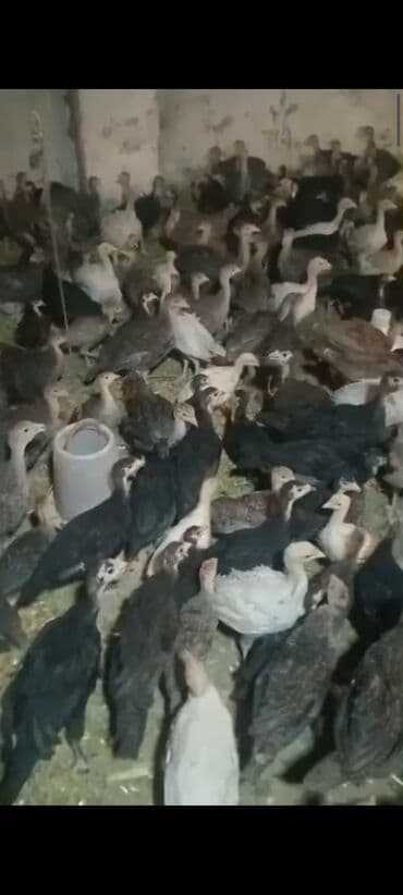 anadolu çoban iti: Məhsul: Hinduşka balaları (pullu satış üçün çoxsaylı sürü. ) — 2