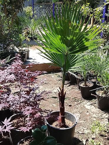 1 yaş dekoru: Yelpazəyarpaq palma (Washingtonia robusta) – qapalı və açıq məkanlar — 3