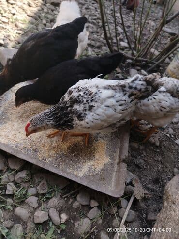 quş satışı: Toyuq, Yumurtalıq — 9