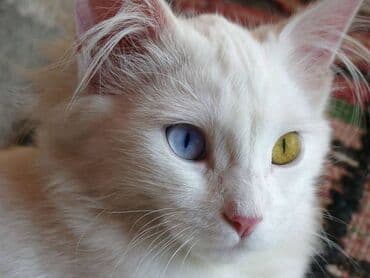 купить собаку в: Турецкая ангора, Самка, Бесплатная доставка — 2