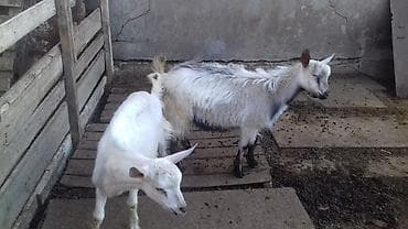 Inəklər, öküzlər: Məhsul: Keçilər (2 baş) 4.5 ayliq alpin saanen melez cepisler. Real — 2