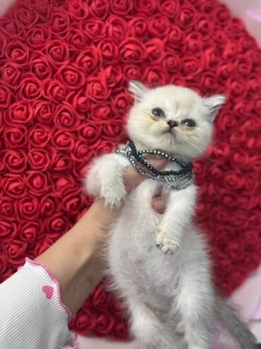 ən şirin pişiklər: Britan, Erkək, Yaxşı əllərə, Ödənişli çatdırılma — 4