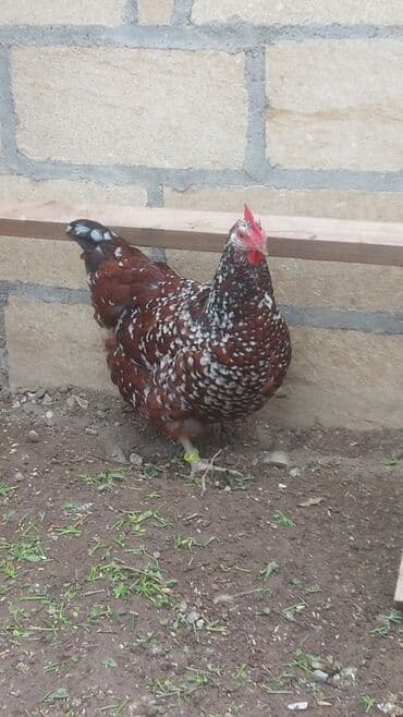 золотая шиншилла котенок: Курица, Для разведения — 1