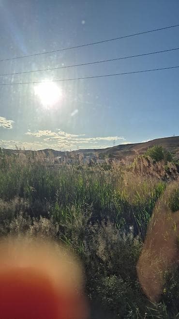 naxcivan heyvan elanlari: Toyuq, Damazlıq — 3