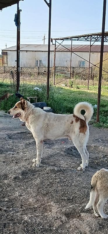 ev iti balaca: Qurdbasar, 2 il, Erkek, Peyvəndli, Ödənişli çatdırılma — 1