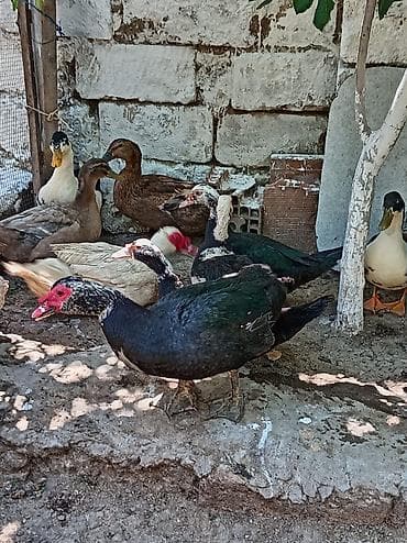 Səsli ördekler 15 man sesiz 25 manat heyvanlar sağlamdır 8 dene lal — 9