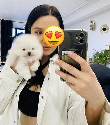 Şpitz, 2 ay, Ünvandan götürmə lalafo.az -da Şpitz, 2 ay, Ünvandan götürmə