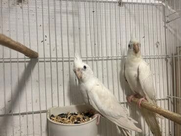 bugdanin qiymeti: Yanaqsiz erkey maya 3-4 ayliq balalardi,tam saglam,Qiymet — 4