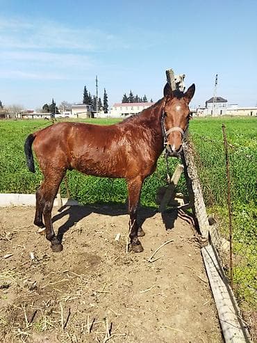 satıq at: Erkək, il: 2 — 1