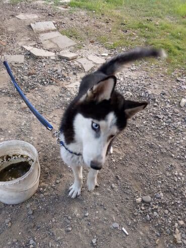 купить хаски щенка: Sibir Husky – mavi gözlü, qara-ağ rəngli erkək it Məhsul təsviri: - — 3