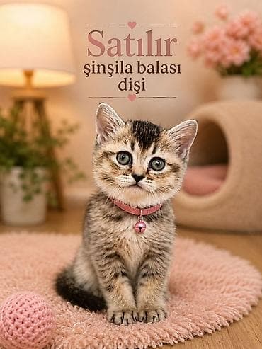 gold chinchilla: Satılır: şinşila balası 2 aylig disi temiz sinsella balalaridi.2 eded — 1