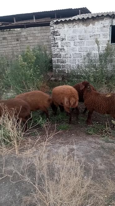 erkək quzu: Qala sortu quzular 3 Erkey 2 dişi yaxşı kök sağlam Heyvanlar dı — 4
