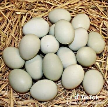 ev yumurtası: Məhsul: Ördək yumurtaları qarsiq sort ordeyler lavanda krasnadar — 1