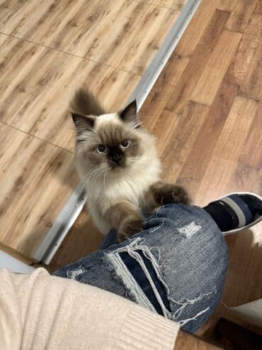 мейн кун купить в баку: Dişi, Ünvandan götürmə — 1