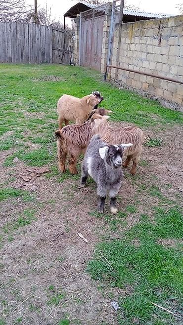 Dovşanlar: Salam Satılır 3aylıq 5 çəpiş qiyməti 95 Azn kim istəsə əlaqə — 3