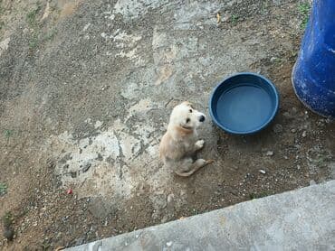 ретривер бишкек: Ретривер — 8