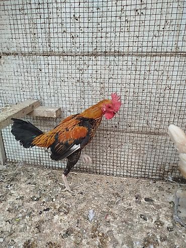 Quşlar: Toyuq, Damazlıq, Rayonlara çatdırılma — 9